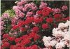 Rhododendron