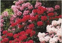 Rhododendron