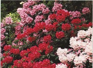 Rhododendron