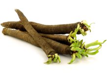 Schorseneer Scorzonera hispanica