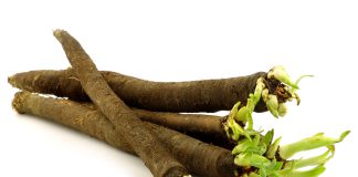 Scorzonera hispanica