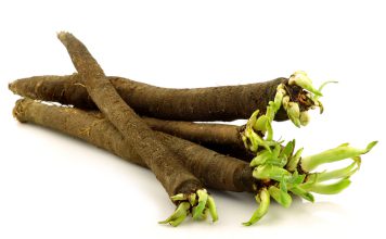 Schorseneer Scorzonera hispanica