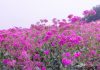 Silene Silene armeria
