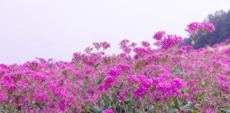 Silene armeria