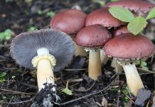 Strofaria Stropharia rugosoannulata