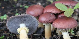 Strofaria Stropharia rugosoannulata