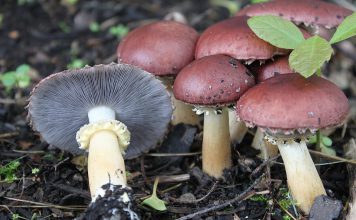 Strofaria Stropharia rugosoannulata