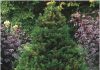 Taxus