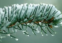 Vorstschade voorkomen aan houtige gewassen