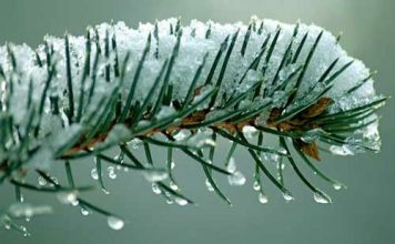 Vorstschade voorkomen aan houtige gewassen