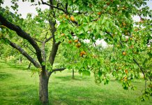 Abrikoos abrikoos boom