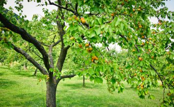 Abrikoos abrikoos boom