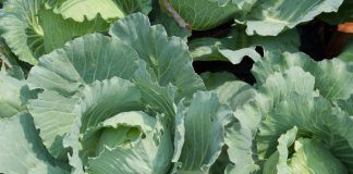 Boerenkool boerenkool