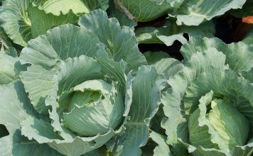 Boerenkool boerenkool