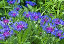 Centaurea centaurea montana