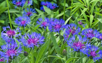 Centaurea centaurea montana