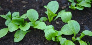 Veldsla veldsla in de tuin