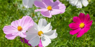 Cosmea Cosmos bipinnatus