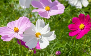 Cosmos bipinnatus