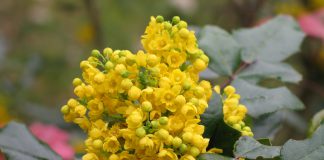 Mahoniestruik mahoniestruik