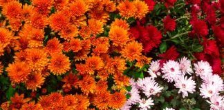 chrysanten diverse kleuren