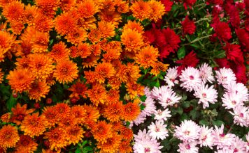 Chrysant chrysanten diverse kleuren